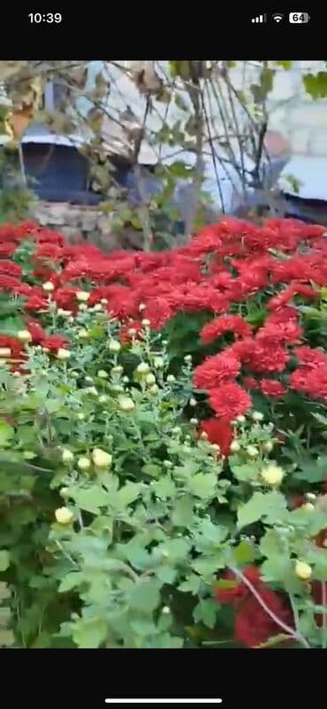 badamlı su 19 lt qiymeti: Xirizantema gülləri hər rəngdə var yalnız soyuq havalarda açır və kol — 7