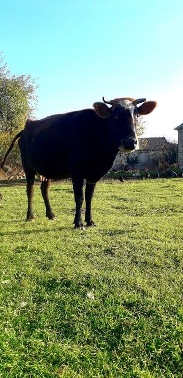 cins ineklerin satisi 2018: Boş bekar adamlar narahat edməsin — 2