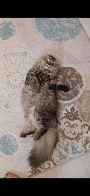 Digər heyvanlar: Britan — 8