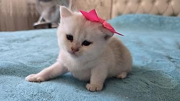 Кошки: Шиншилла, В добрые руки, Самовывоз — 7