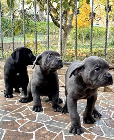 Собаки: Кане-корсо — 1