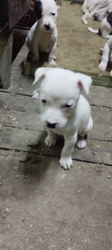 bala afcarka: Pitbul, 1 ay, Ünvandan götürmə — 2