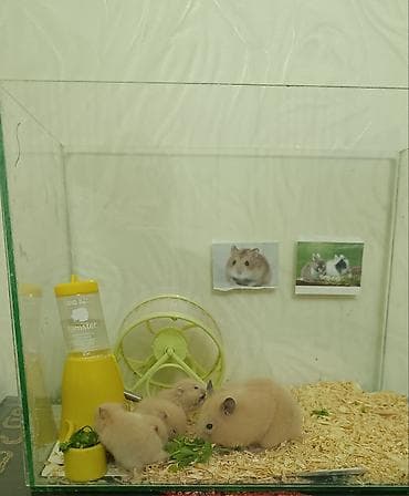 akvarum: Şüşə akvariumda tam hamster dəsti 2 bala ilə birlikdə. Məhsulun — 4