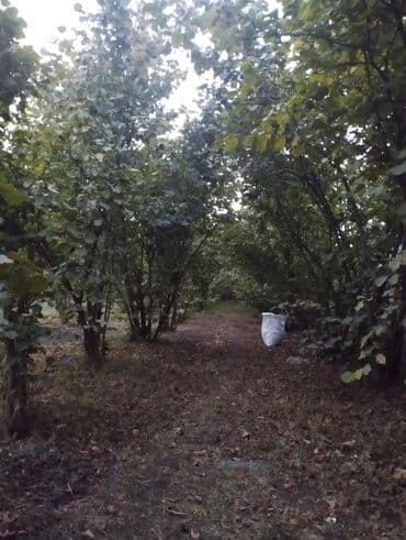 Çəngəllər: Fındıq bağçası – intensiv əkilili, səliqəli cərgələr vatsa əlaqə — 6