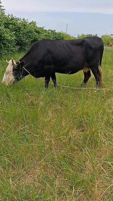 jersey inək satılır: Dişi, Simental, il: 8, Südlük, Ünvandan götürmə — 3