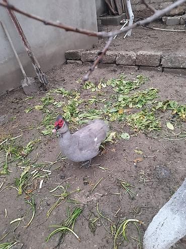 heyrati barter: Temiz lavanda erkeyidiri qarsigi yoxdur damazliq ucun ideal erkekdir 7 — 3