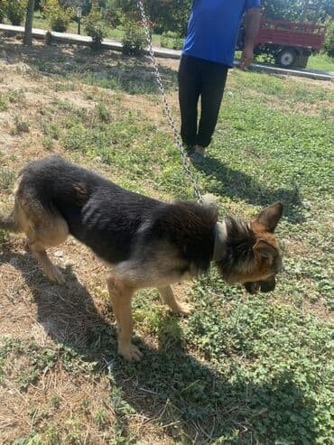 alman çoban köpeği: Alman çoban iti, 1 il, Dişi — 3