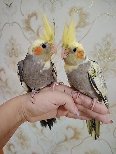 Korela balalari satilir ele öyrəşdirilmiş balalardi 1 ayliqdilar lalafo.az -da Korela balalari satilir ele öyrəşdirilmiş balalardi 1 ayliqdilar