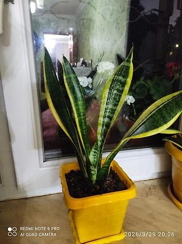 Sansevieria gold (Qayın dili) – dekorativ otaq bitkisi - Növlərdən lalafo.az -da Sansevieria gold (Qayın dili) – dekorativ otaq bitkisi - Növlərdən