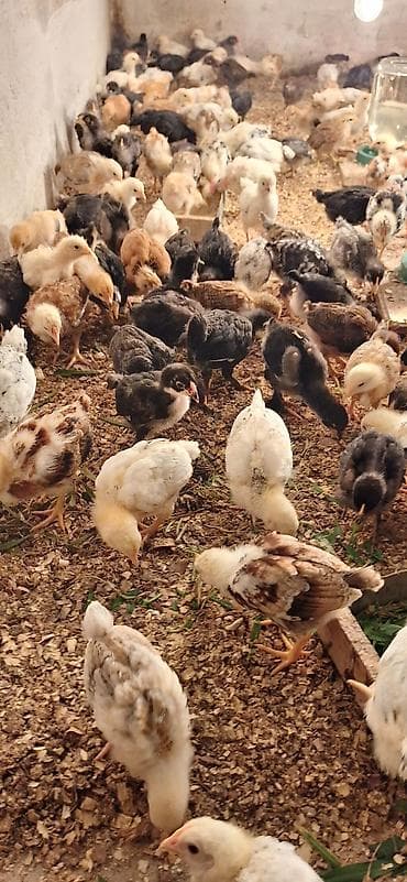 cuce adi: Toyuq cücələri, Damazlıq, Ödənişli çatdırılma — 5