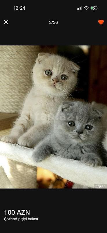 bala tutuquşu: Şotland — 6