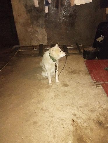 ucuz itleri: Akita-inu, 2 il, Erkek, Cütləşmə üçün — 2