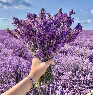 qara xardal toxumu harda satilir: Lavanda toxumu
50 toxumu - 5 manat
hər toxum var ! — 1