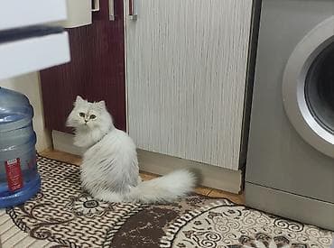 Собаки: Шиншилла — 1