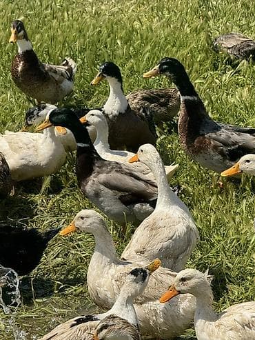 ordek satisi: Yaşıl baş erkeylər satılır tam sağlamdı erkey çox olduğu üçün satılır — 2