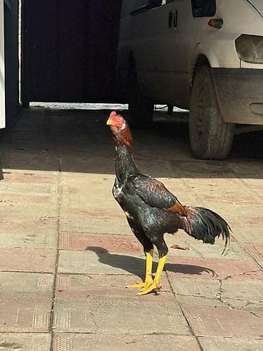 Другие с/х животные: Aseel tipli xoruz - Cins/Tip: Uzunboyun, möhkəm skeletli Aseel (döyüş — 3