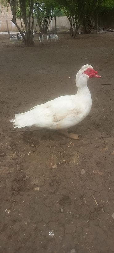 heyvan satisi tap az: Erkək, | Lal ördək, Damazlıq — 2