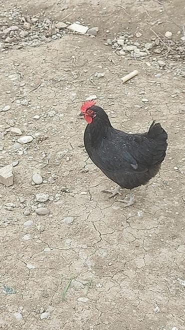 Salam. Qara rəngli astroloq toyuğu və fərəsi satılır . qiyməti biri 20