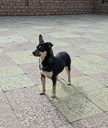 rottweiler satisi: Təmiz zvanok ailəsi satılır. Super saglam itlərdi. Bala 60 günlükdü — 2