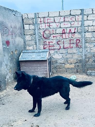 it ucun remen: Alman çoban iti, 3 il, Erkek, Peyvəndli, Ünvandan götürmə, Rayonlara çatdırılma — 2