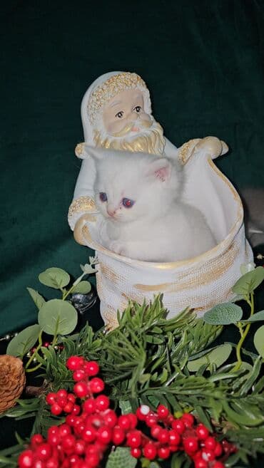 balaca pisik satisi: Qızıl şinşilla, Erkək, Dişi, Ünvandan götürmə — 3