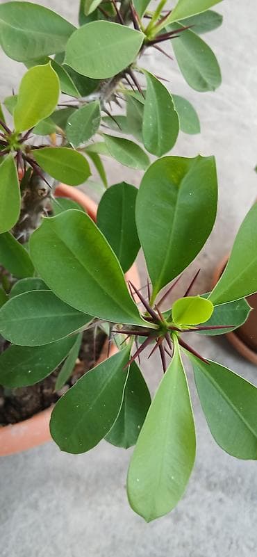 bitki satışı: Bitkilər: Euphorbia milii (Tikanlı tac, “Crown of Thorns”) – hazir — 1