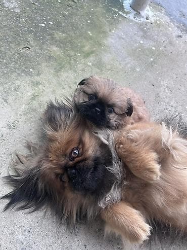 pekines balasi: Pekines — 1