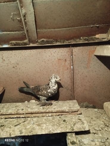 доска объявлений птицы: Tam sağlam 10 quş,tək tək ayrı qiymət real alıcıya endirimdə olacaq — 7