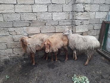 qoyun yemi: Dişi, il: 1, 35 kq, Damazlıq, Ünvandan götürmə — 2