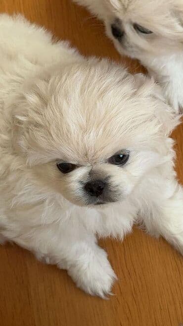 ağ afcarka: Pekines, 2 ay, Erkek, Peyvəndli — 3