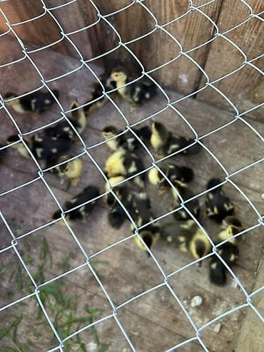 yasil bas ordek: Öz heyetimin otqanik iynesiz dermansiz org lavanda elaqe saxlaya — 1