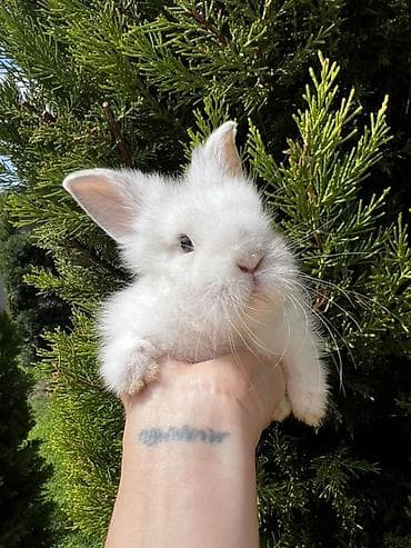 Кролики: 🐰🐰🐰 — 1