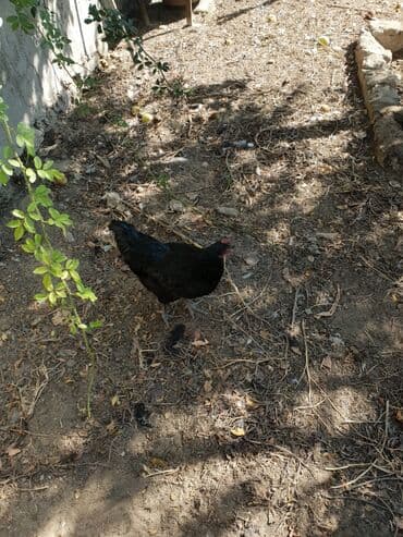 amerika devequsu haqqinda melumat: Toyuq, Australorp, Ətlik, Ünvandan götürmə — 5