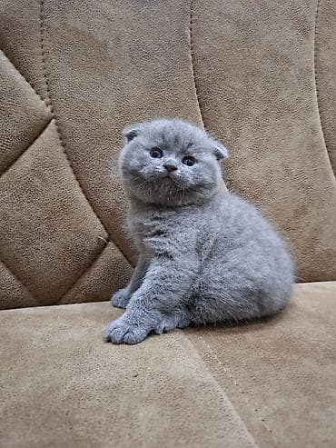 pisi: Şotland yastı qulaq, Erkək, Ünvandan götürmə — 3