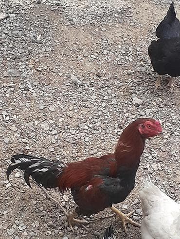 it damları: Cins xoruz – uzunboylu, atletik quruluşlu. Tük rəngi qırmızı-qara — 1