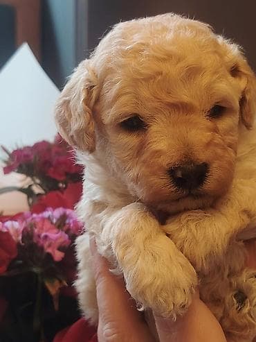 Gəmiricilər: Pudel, 1 ay, Erkek — 1