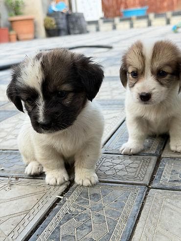 голд шиншилла: Звонок, 1 месяц, Самец, Самовывоз — 6