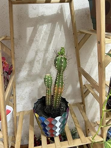 otaq gullerinin adlari: Otaq bitkiləri kolleksiyası – dekorativ saksılarla - Chamaedorea — 5