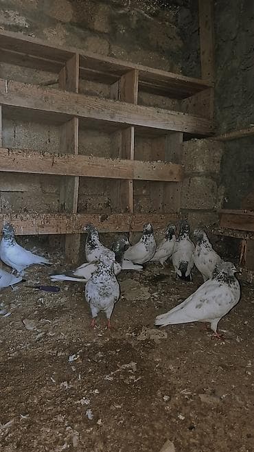 ev goyərcinləri: Məhsul: Ev göyərçinləri qrupu (ağ və ağ‑qara ləkəli rənglər) Təsvir — 6