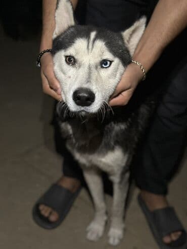 купить хаски щенка: Хаски, 1 месяц, Самец, С прививками, Платная доставка — 6