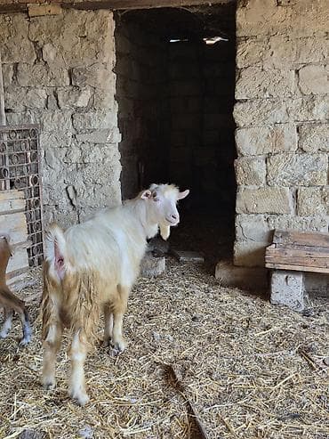 mal qara: Salam partdama kökdü real alıcılar zeng vursun — 1