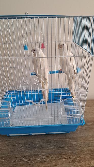 Heyvanlar: Ağ rəngli iki nimfa (cockatiel) quşu ilə birlikdə qəfəs dəsti — 3
