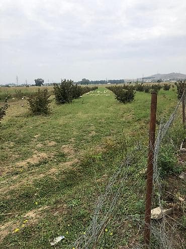 ev alqi satqisi ve kirayesi baki: Kənd təsərrüfatı, Mülkiyyətçi, Kupça (Çıxarış) — 6