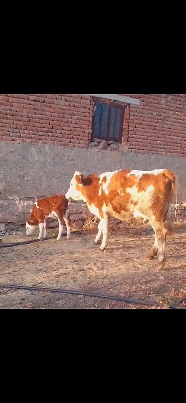 keci satışı tap az: Simental tipli inək və balası - Rəng: qırmızı-ağ alaca - Ana inək — 2