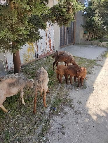 kristal yem mmc: Cavan ana balla qoyunllardi. 3. ana 3 balla bir ana balla 350 m — 4