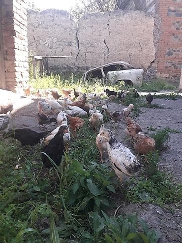Satış üçün cücələr - Növ: kənd toyuğu (yerli qarışıq ət‑yumurta