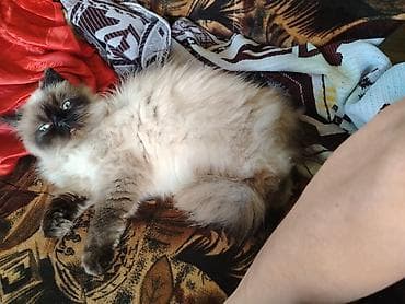 Животные: Сиамская, Самка, Бесплатная доставка, Платная доставка, Доставка в районы — 7