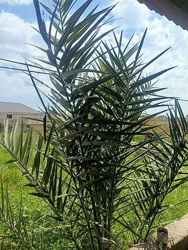 kedr agaci: Xurma (palma) ağacı – dekorativ və məhsuldar sort - Bitki — 2