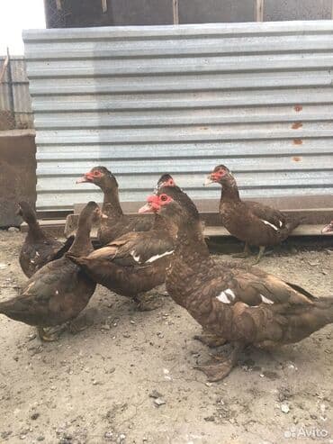 cuceye verilen adlar: Sağlam krasnodar ordekler. 2 Fərə 1 Xoruz, damazligdir yerim — 1