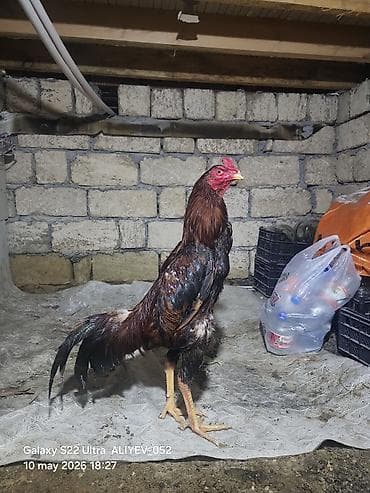 bıldırcın ne kadar: Barter de mumkundur 10 aylig tam saglam becedi almag isteyen tayin — 2